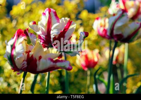 Papagei Tulpe 'Flaming Parrot' × Tulipa gesneriana Papagei Stockfoto