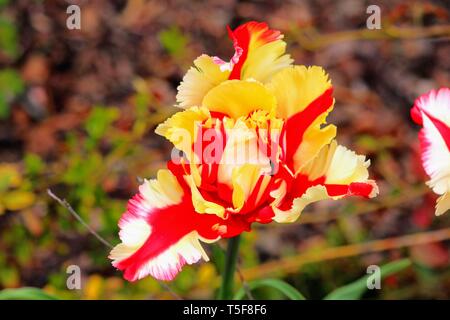 Papagei Tulpe 'Flaming Parrot' × Tulipa gesneriana Papagei Stockfoto