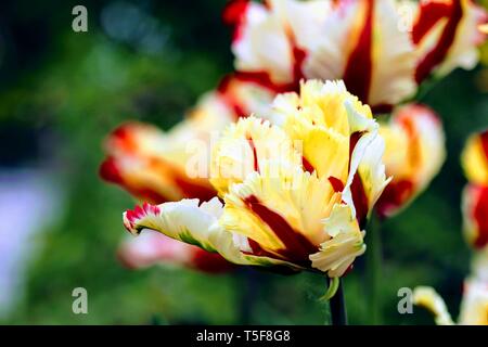 Papagei Tulpe 'Flaming Parrot' × Tulipa gesneriana Papagei Stockfoto