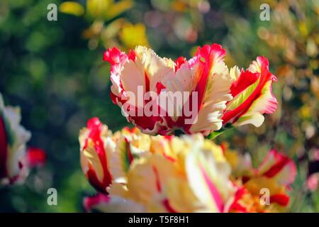 Papagei Tulpe 'Flaming Parrot' × Tulipa gesneriana Papagei Stockfoto