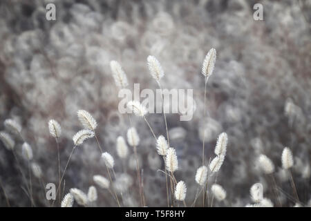 Spanien, Cuenca, Wicker Anbau in Canamares im Herbst Stockfoto