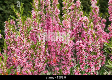 Close Up Prunus tenella „Fire Hill“ - russische Zwergmandeln blühen im Frühjahr in einem englischen Garten, England, Großbritannien Stockfoto