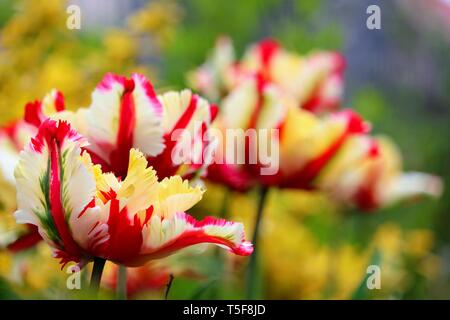 Papagei Tulpe 'Flaming Parrot' × Tulipa gesneriana Papagei Stockfoto