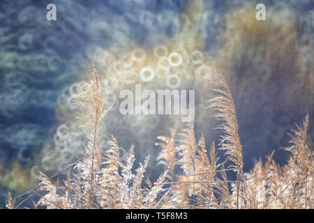 Schilf in den Weiden des CaÌ ± Amares, Cuenca Stockfoto