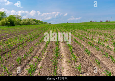 Später Frühling Landschaft mit Reihen von Mais sprossen im Zentrum der Ukraine Stockfoto