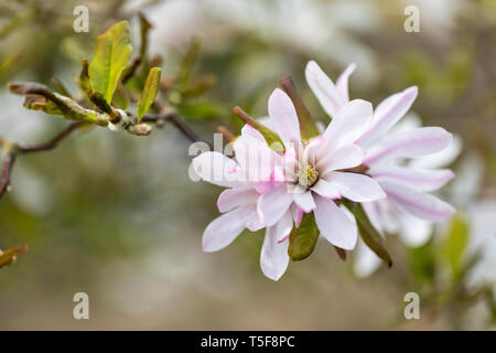 Nahaufnahme der Blume von Magnolia x loebneri - Leonard Messel im April vor einem verschwommenen Hintergrund, England, Großbritannien Stockfoto