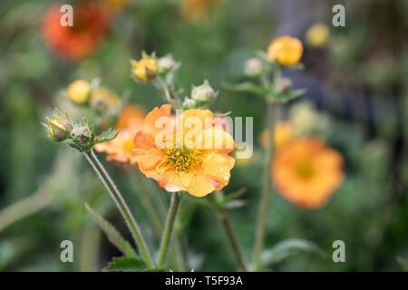 Nahaufnahme von Geum Totally Tangerine Blüte in einen Englischen Garten. Nach dem Regen fotografiert. Stockfoto