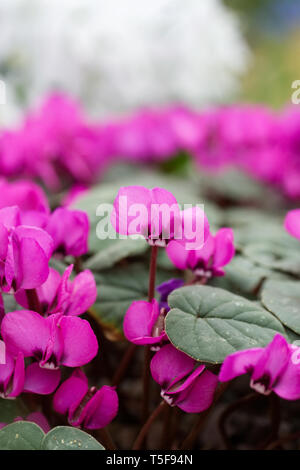 Cyclamen Coum. Winterharte Alpenveilchen Blumen. Stockfoto