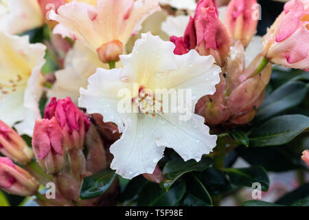 Nahaufnahme von Rhododendron Horizon Monarch, einem immergrün blühenden Sträucher, der im April nach Regen in einem englischen Garten blüht, England, Großbritannien Stockfoto