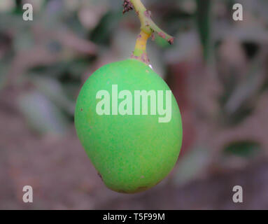 Einzige grüne Mango auf einem Baum Stockfoto