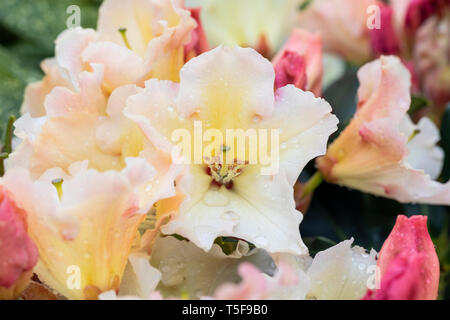 Nahaufnahme von Rhododendron Horizon Monarch, einem immergrün blühenden Sträucher, der im April nach Regen in einem englischen Garten blüht, England, Großbritannien Stockfoto