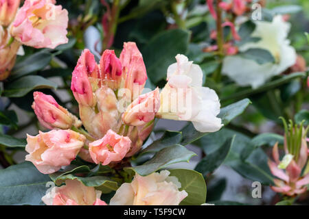 Nahaufnahme von Rhododendron Horizon Monarch, einem immergrün blühenden Sträucher, der im April nach Regen in einem englischen Garten blüht, England, Großbritannien Stockfoto