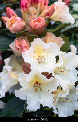 Nahaufnahme von Rhododendron Horizon Monarch, einem immergrün blühenden Sträucher, der im April nach Regen in einem englischen Garten blüht, England, Großbritannien Stockfoto