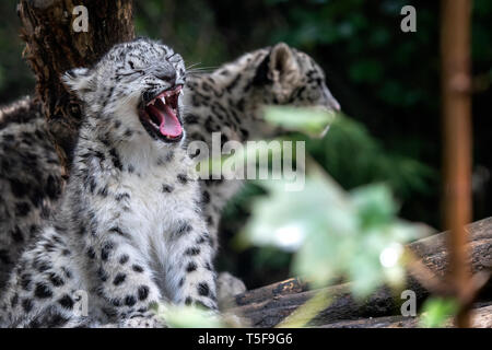 Snow Leopard cub, Panthera uncia Stockfoto