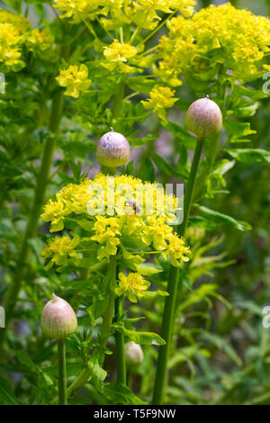 Allium Knospen unter Euphorbia palustris Blumen im Garten. Stockfoto