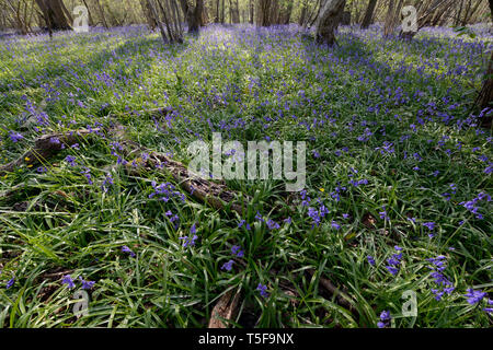 Bluebells Teppich den Waldboden der alten Wälder an Waresley Holz, große Gransden, Cambridgeshire, England Stockfoto