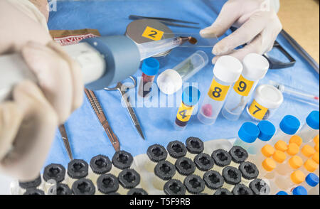 Polizei Expertenprüfungen Proben chemische als grundlegende Test in einem Mordfall in crime Lab Stockfoto