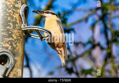 Detail einer Eurasischen Kleiber (Sitta europaea) auf einem Garten des Schrägförderers im Winter mit Sonnenblumenkernen in seinem Schnabel thront. Stockfoto