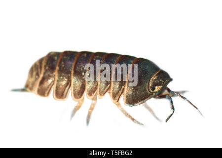 Die üblichen sow Bug (Holz Laus) Schön in ultra close-up, in weißen Hintergrund. Alle Stufen der Falten in eine Kugel, die Bewohner des Waldes floo Stockfoto