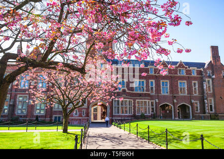 Kirschblüte an der Queens University Belfast Quad Stockfoto