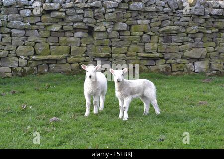 Zwei mule Lämmer in einem Feld im Frühling. Lambing-Zeit. Stockfoto