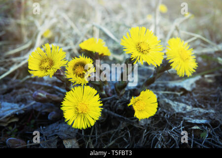 Die erste Feder Sunny flower in Nordeuropa, sun Symbol. Gelbe Felder der Blüte coughwort (gemeinsame Bull's-foot, Tussilago farfara) Stockfoto