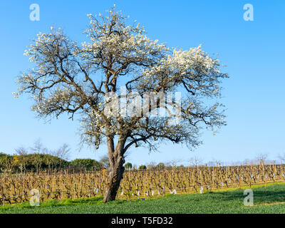 Wilden Birnbaum blühend, und Weinberg - Frankreich. Stockfoto