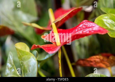 Nahaufnahme von roten anthurium Blumen. Zierpflanzen Stockfoto