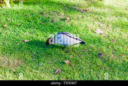 Australische Holz Ente, Beweidung auf einem Rasen, isoliert Stockfoto