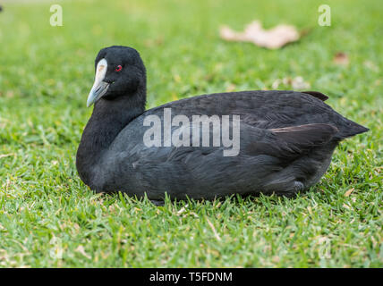 Australische Blässhuhn, ruht auf einem Gras, ganz nah. Stockfoto