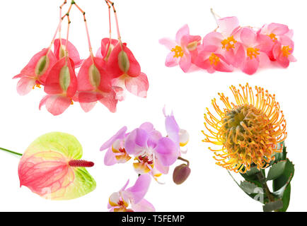 Verschiedene tropische Blumen auf weißem Hintergrund Stockfoto