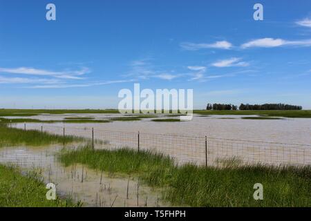 Vernal Pond, Jepson Prairie Preserve, Dixon, Kalifornien Stockfoto