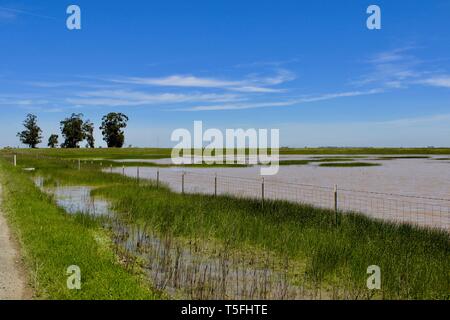 Vernal Pond, Jepson Prairie Preserve, Dixon, Kalifornien Stockfoto