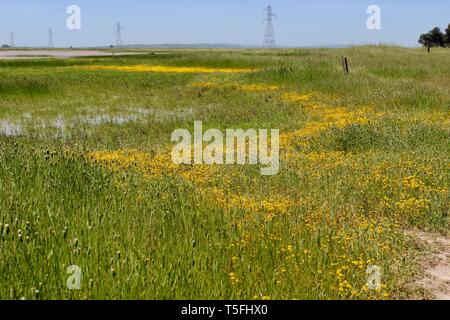 Wildflowers and Vernal Pond, Jepson Prairie Preserve, Dixon, Kalifornien Stockfoto