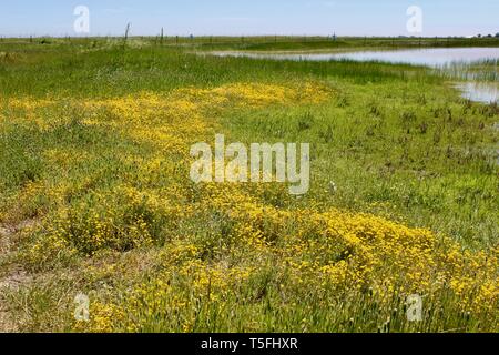 Wildflowers and Vernal Pond, Jepson Prairie Preserve, Dixon, Kalifornien Stockfoto