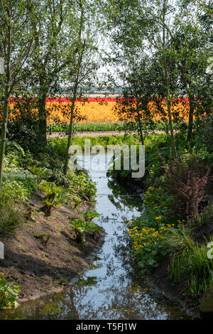 Bunte rote und gelbe Tulpen in den Zeilen in der Nähe von Keukenhof Niederlande wächst. Die Farben geben eine gestreifte Wirkung. Binnenschifffahrt im Vordergrund. Stockfoto