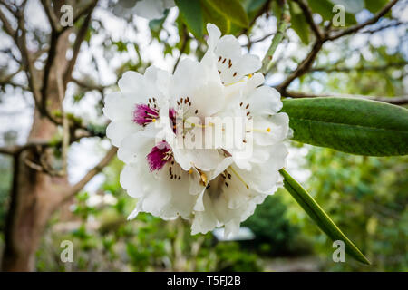 Eine Makroaufnahme der weißen Rhododendron Blüten. Stockfoto