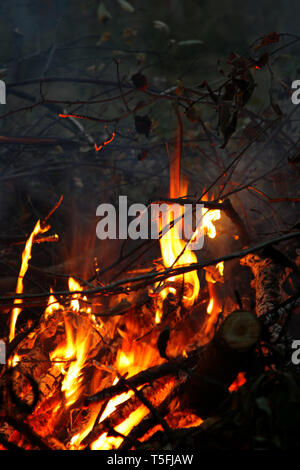 Zweige Brennen im Feuer Stockfoto