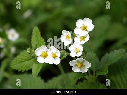 Nahaufnahme der Blüte Wilde Erdbeere Stockfoto