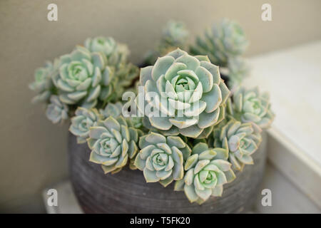 Echeveria elegans wächst in einem Topf Stockfoto