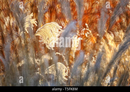 Schilf, Gras - wie Pflanzen von Costa Brava. Girona Stockfoto