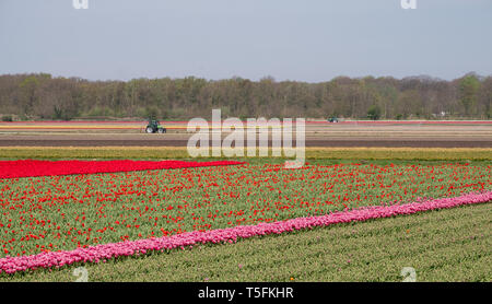 Bunte rote und rosa Tulpen wachsen in gestreiften Zeilen in einem Feld in der Nähe von Lisse, Südholland, Niederlande. Traktoren im Hintergrund. Stockfoto