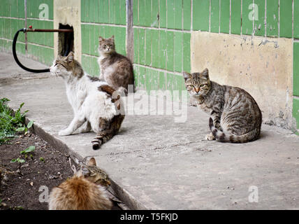 Eine Gruppe von Homeless Street Katzen in der Nähe des Hauses. Tierquälerei. Stockfoto