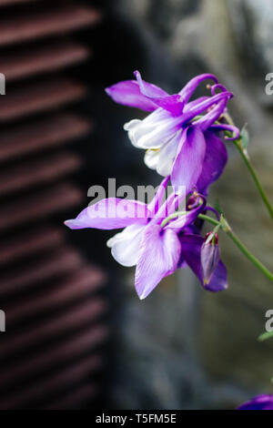 Aquilegia hybrida - schöne Blumen im Garten - violette Kolumbine Stockfoto