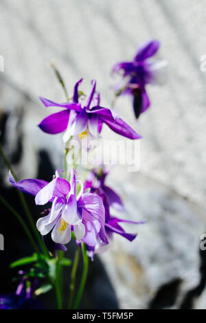 Aquilegia hybrida - schöne Blumen im Garten - violette Kolumbine Stockfoto