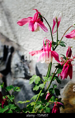 Rosa Aquilegia vulgaris Blumen genannt Columbine in der Cottage Garden Stockfoto