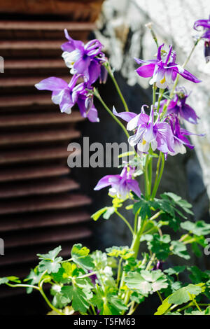 Aquilegia hybrida - schöne Blumen im Garten - violette Kolumbine Stockfoto