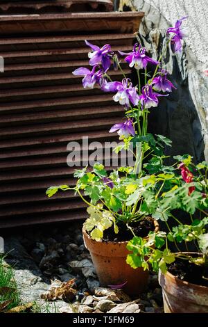 Aquilegia hybrida - schöne Blumen im Garten - violette Kolumbine Stockfoto