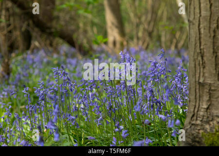 Nahaufnahme von Frühling englischen Common bluebells (Hyacinthoides non-scripta) in ihrer natürlichen Umgebung. Ziemlich Bluebell Blumen und Farne in de Wald. Stockfoto