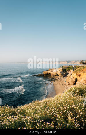 Blumen und felsigen Küste, in La Jolla, San Diego, Kalifornien Stockfoto